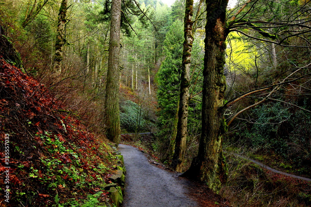 Fototapeta premium Green path in Oregon