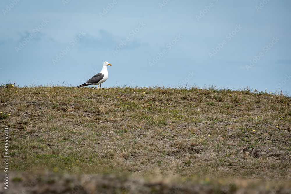 Fototapeta premium scanning seagull