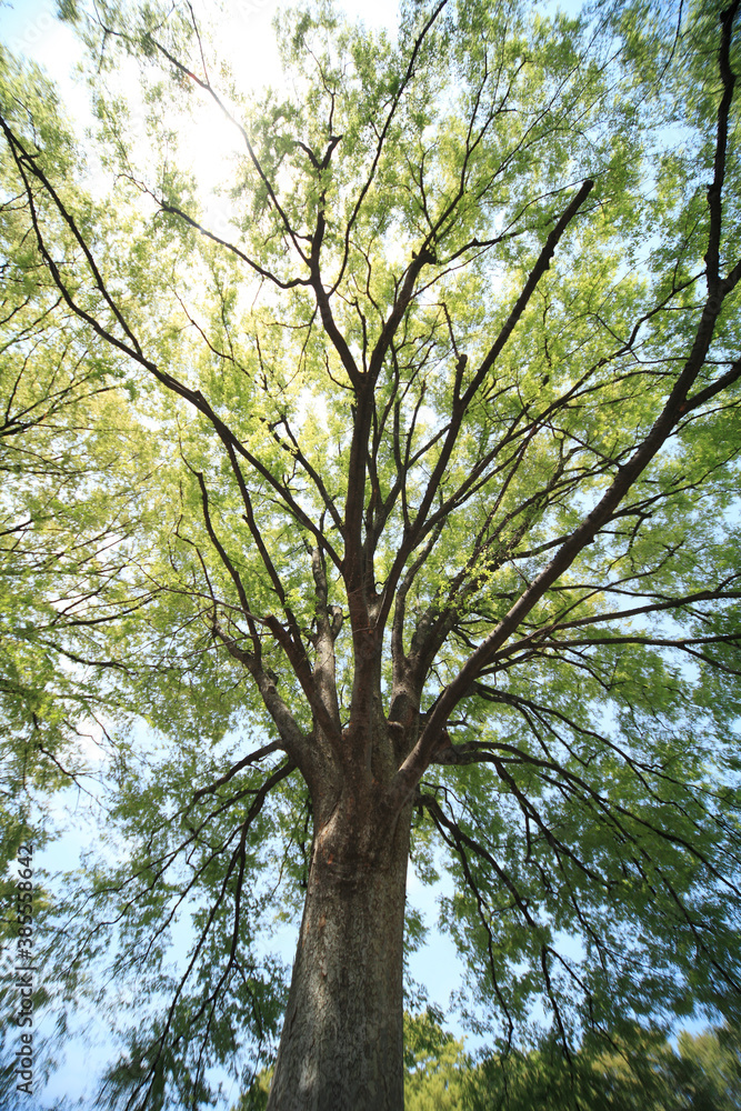 Obraz premium ケヤキの新緑