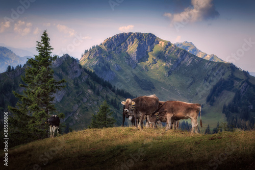Kühe auf dem Steineberg mit Blick zum Gipfel Stuiben auf der Nagelfluhkette in den Allgäuer Alpen © Stephan