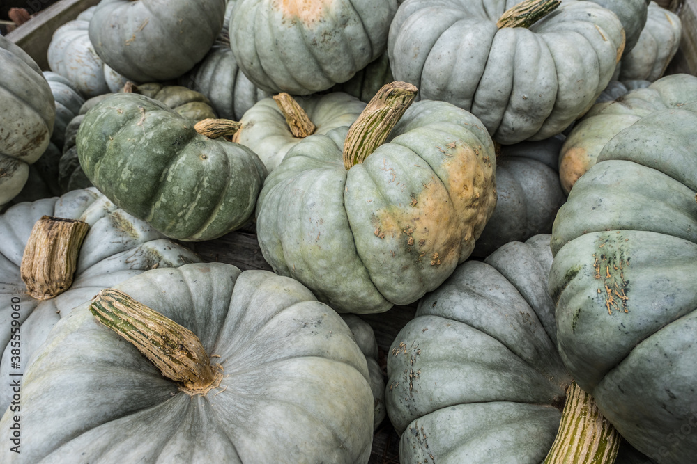 Green pumpkins closeup Green pumpkins closeup