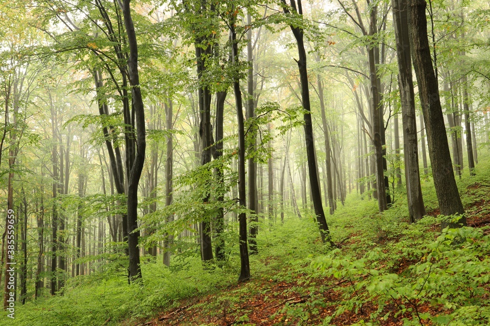 Beech trees in autumn forest on a foggy, rainy weather