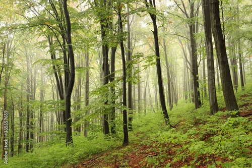 Fototapeta Naklejka Na Ścianę i Meble -  Beech trees in autumn forest on a foggy, rainy weather