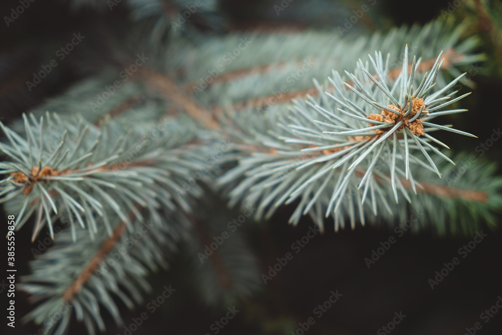 close-up photo of blue spruce branches. approach of winter. coniferous trees close-up photo of blue spruce branches. approach of winter. coniferous trees