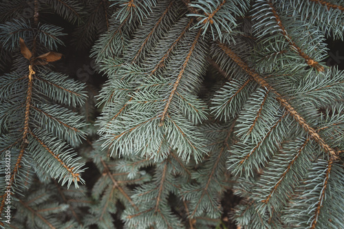 close-up photo of blue spruce branches. approach of winter. coniferous trees