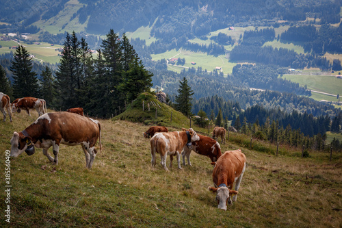 Kühe auf der Nagelfluhkette in den Allgäuer Alpen