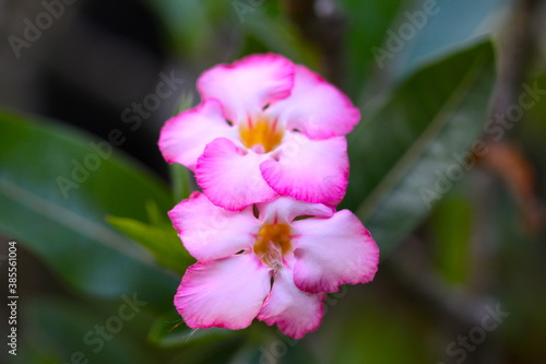close up of pink flower