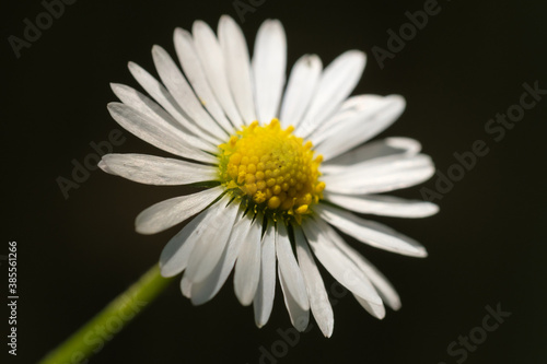 Makro der Bl  te eines G  nsebl  mchen  lat. Bellis perennis 