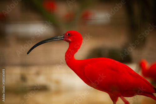 Canvas Print scarlet ibis bird