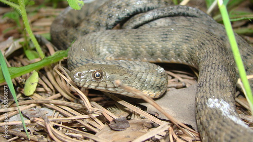 Close up of Snake . Closeup of water snake is a non venomous. Snake in the woods, forest Veterinarian exotic. Veterinarian wildlife. veterinary medicine. animal, animals, reptile.