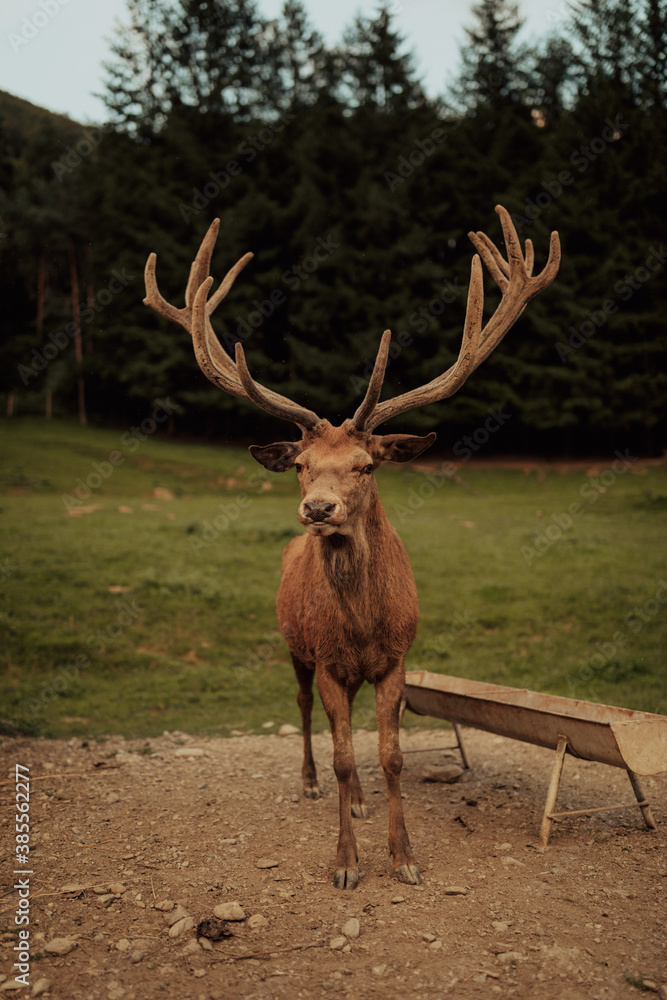 Beautiful male red deer in the forest.