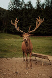 Beautiful male red deer in the forest.