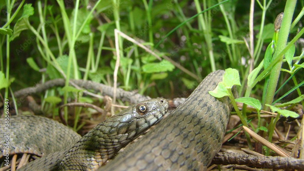 Naklejka premium Close up of Snake . Closeup of water snake is a non venomous. Snake in the woods, forest Veterinarian exotic. Veterinarian wildlife. veterinary medicine. animal, animals, reptile.