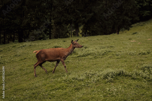 Beautiful female red deer in the forest.Wildlife concept