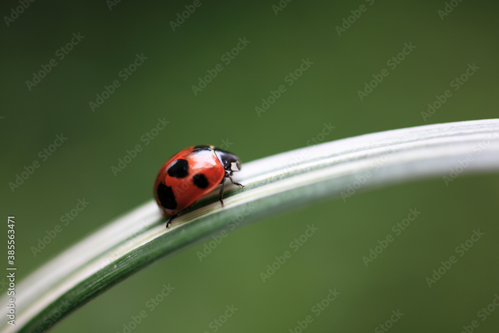 Fototapeta premium てんとう虫