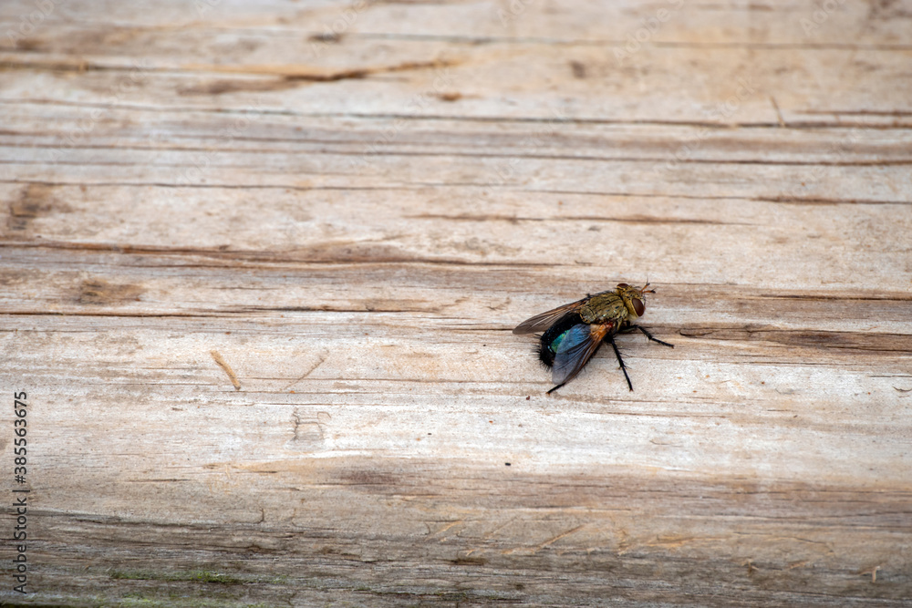With a defocused effect, the eye is drawn to the pesky fly that rests on the wooden planks of a backyard deck in Missouri. Extermination might include a flyswatter, pesticides or profession. With a defocused effect, the eye is drawn to the pesky fly that rests on the wooden planks of a backyard deck in Missouri. Extermination might include a flyswatter, pesticides or profession.