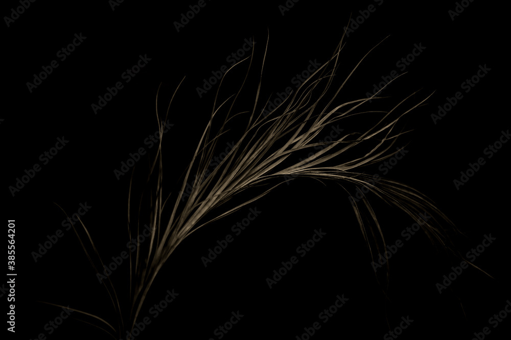 Retro photo of plants on black background Retro photo of plants on black background