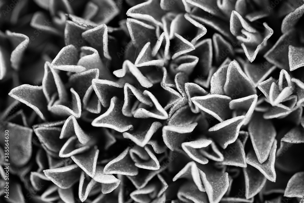 Fototapeta premium Flower Abstract