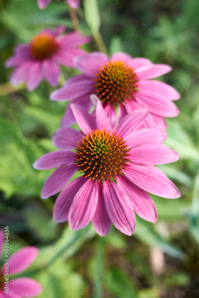 Echinacea purpurea Echinacea purpurea