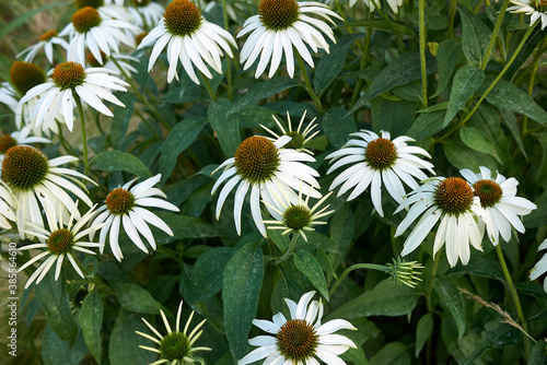 Echinacea purpurea alba