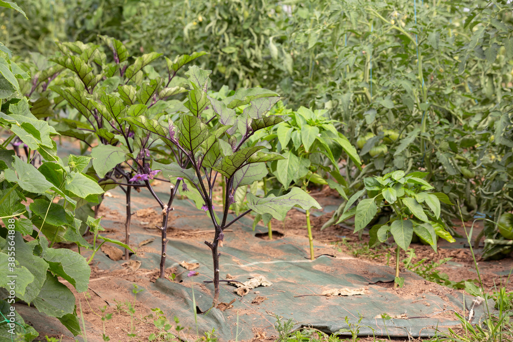 Foto de Companion planting of Eggplant, Paprika Cucumber and Tomato