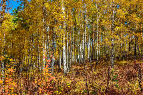 Bright colorful sunny autumn forest landscape - fairytale of fall nature