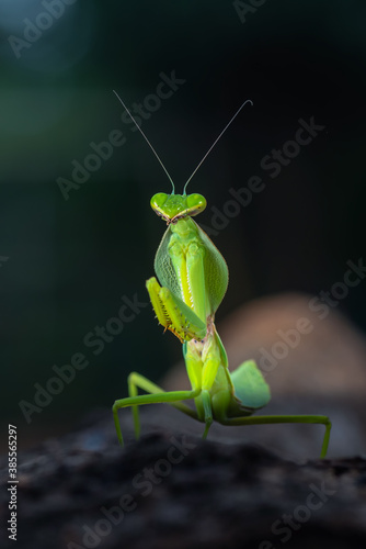 Green mantis on tree branch