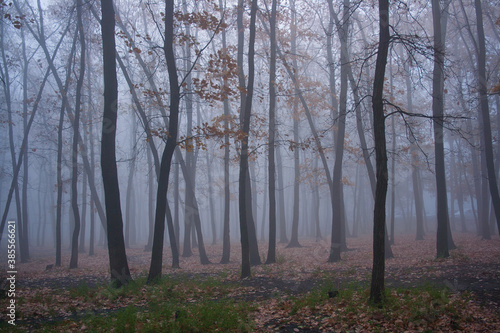 fog in the woods