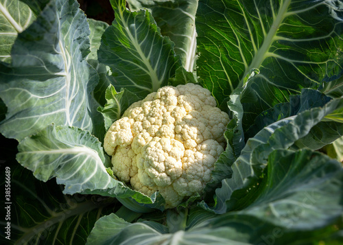Close-up of a ripe Cauliflower plant (Brassica oleracea var. botrytis) growing.