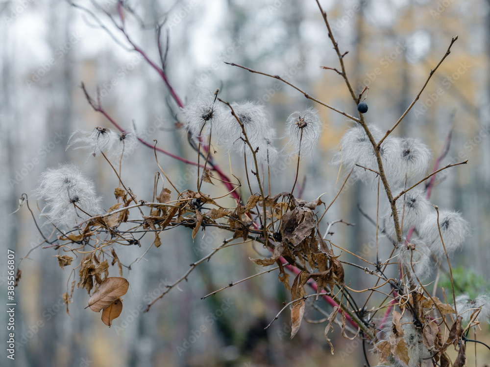 Trees in the forest dropped leaves, and only princes clambered up the tree, decorating it with their fluffy seeds Trees in the forest dropped leaves, and only princes clambered up the tree, decorating it with their fluffy seeds