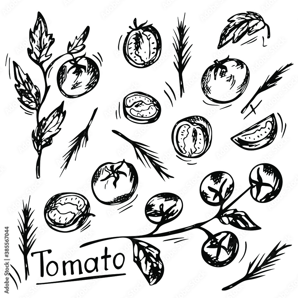Fototapeta premium Hand-drawn tomatoes set in a graphic style. Tomatoes on a branch, tomato slices and whole tomatoes isolated on a white background. Vector.