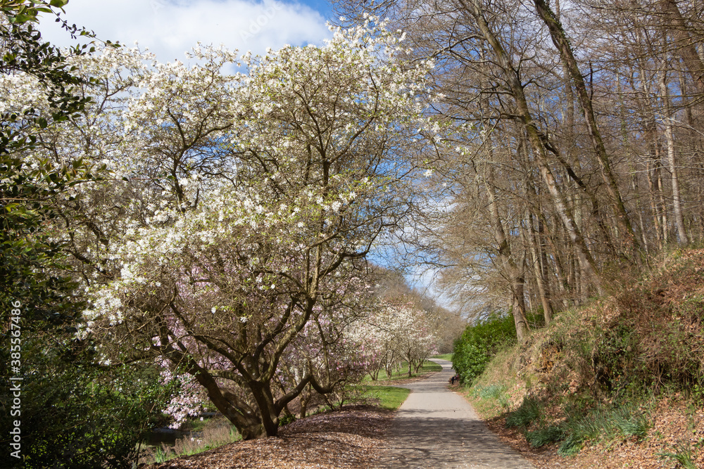 Magnolia trees and path in a park at the beginning of spring Magnolia trees and path in a park at the beginning of spring