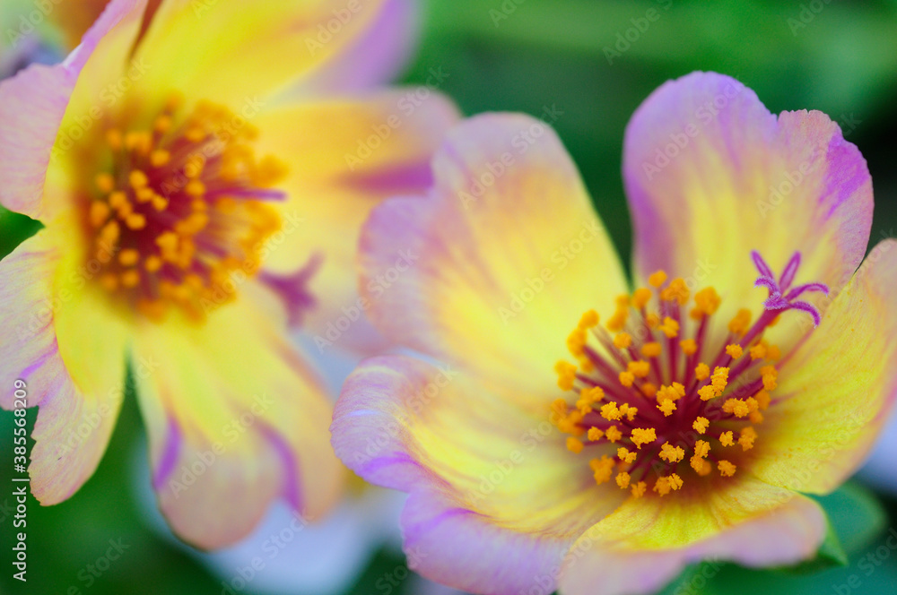 ハナスベリヒユの花