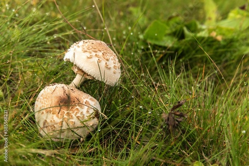 Shaggy Parasol Mushroom in a Meadow, Chlorophyllum rhacodes. Mushrooms in the grass in the meadow after the rain. Water drops on grass.