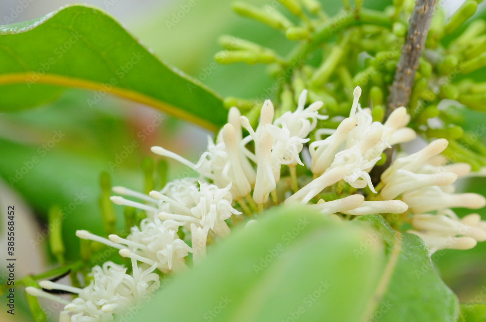 熱帯マカダミアナッツの白い花 熱帯マカダミアナッツの白い花