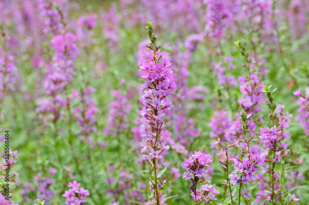 ミソハギの紫色の花 ミソハギの紫色の花