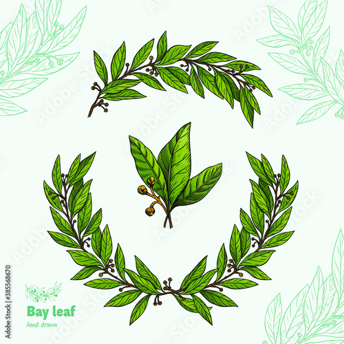 Laurel Bay leaves, branches and fruits isolated detailed hand drawn vector illustration 