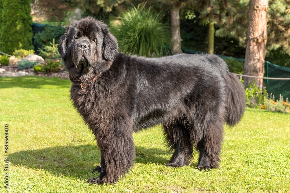 Newfoundland dog breed in an outdoor. Spectacular newfoundland dog, black, standing in profile in a nice garden.
