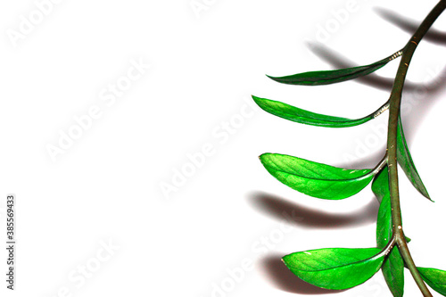 Branch with green leaves isolated on white background with copy space