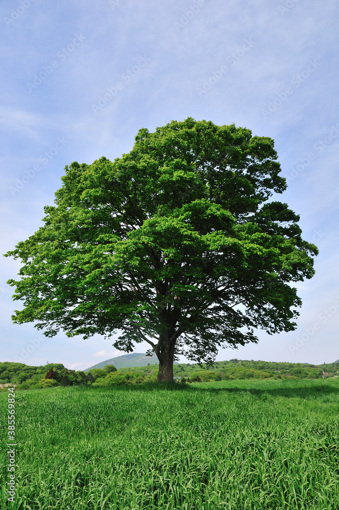 Obraz premium 草原の一本の木