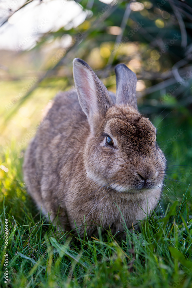 Fototapeta premium A brown bunny in the wild on a green grass on sunset looking curiously at the camera.
