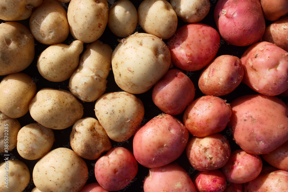 Fresh potato crop in full screen. White and red potato variety Fresh potato crop in full screen. White and red potato variety