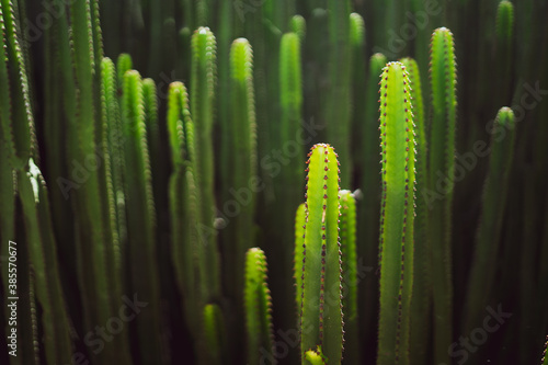 Cactus, green, close up, background photo, wallpaper