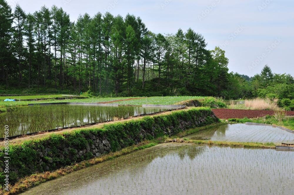 田んぼ