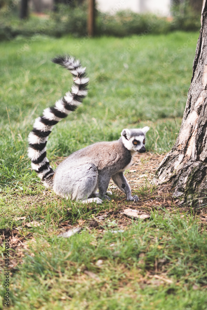 Fototapeta premium Lemur, wildlife park
