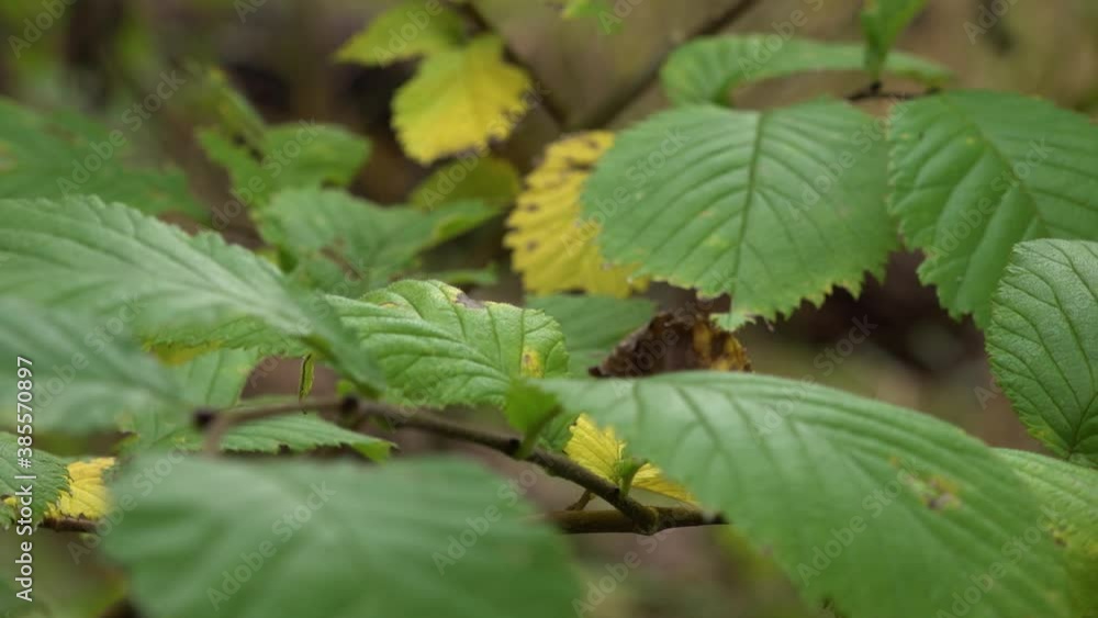 Hazelnut tree leaves in autumn Hazelnut tree leaves in autumn