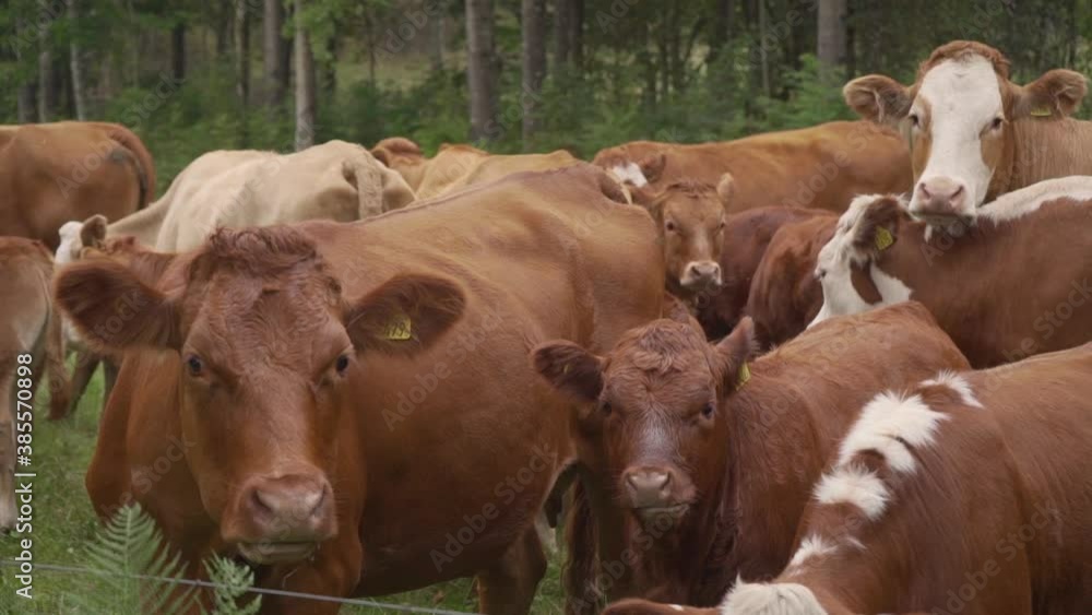 Some brown cows with their calfs standing in a pasture eating grass and looking at the camera curiously Some brown cows with their calfs standing in a pasture eating grass and looking at the camera curiously