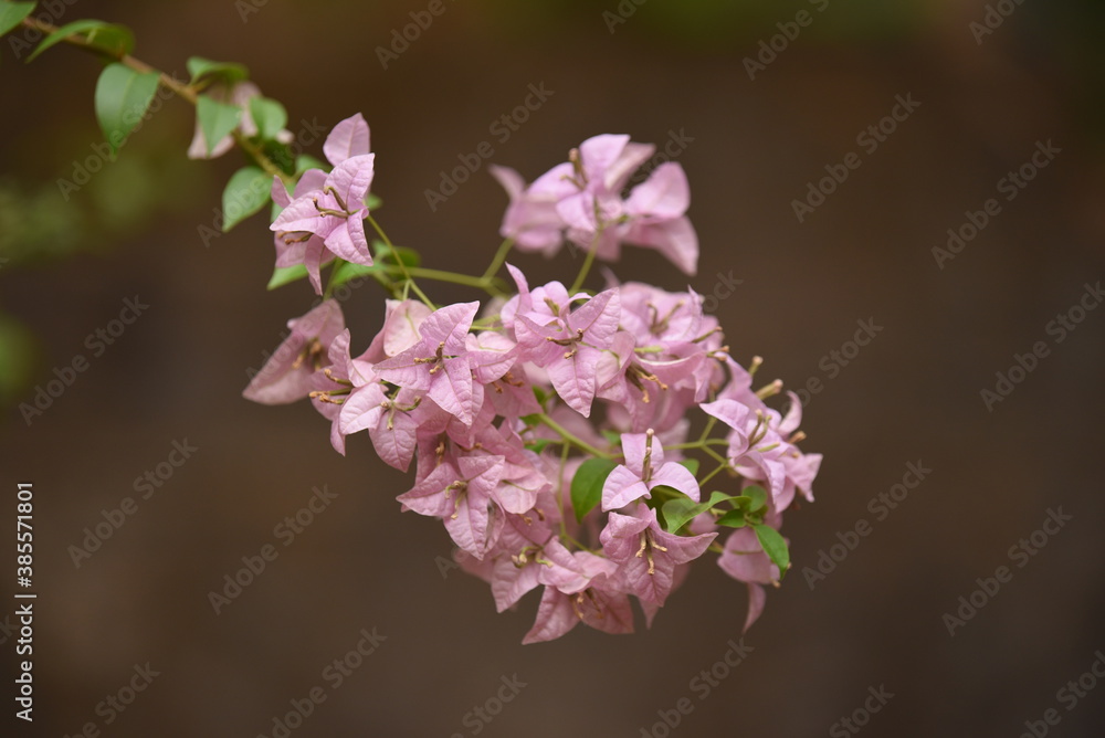 Fototapeta premium bougainvillea flower