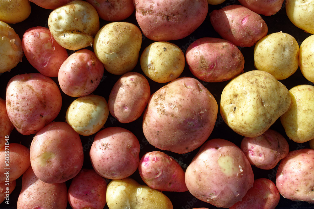 Placer of pure and large potatoes of white and red varieties. A farmer's natural vegetable. Placer of pure and large potatoes of white and red varieties. A farmer's natural vegetable.