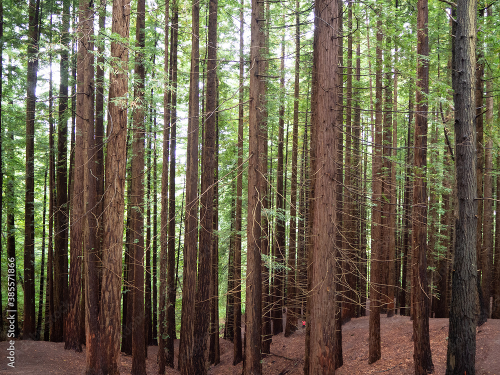 Naklejka premium Forest of tall trees in Cantabria, Spain